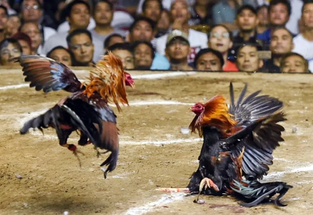 Dugaan Judi Sabung Ayam Kembali Beroperasi di Gattungeng Tellu Limpoe, Warga Minta Polisi Bertindak